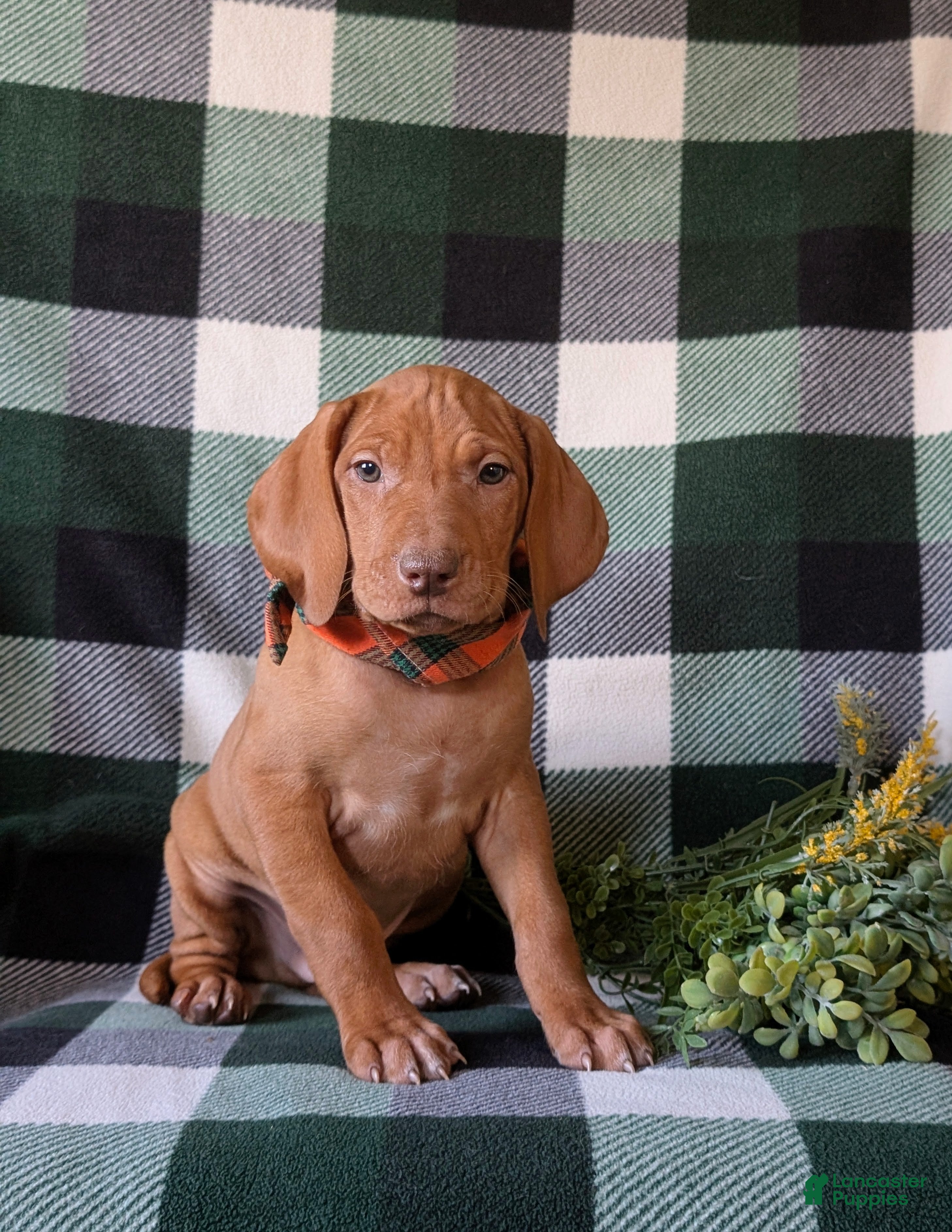Vizsla dogs Hartman - Ad 1
