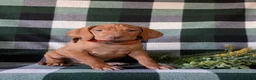 Vizsla dogs for sale: Hartman - Ad 1