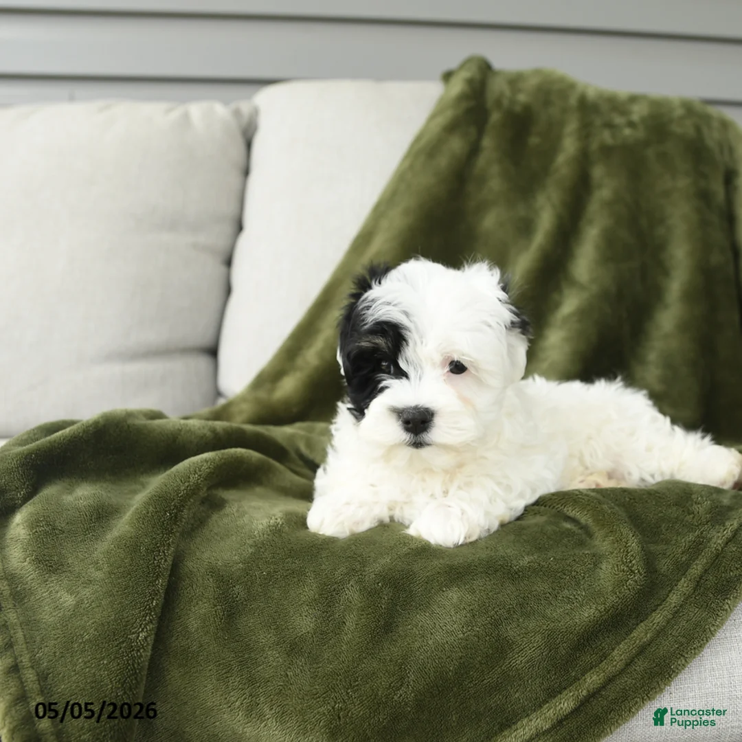 Mixed Breed dogs for sale: Lilly - Ad 2
