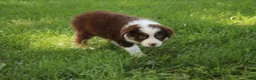 Australian Shepherd dogs for sale: Serena - Ad 1