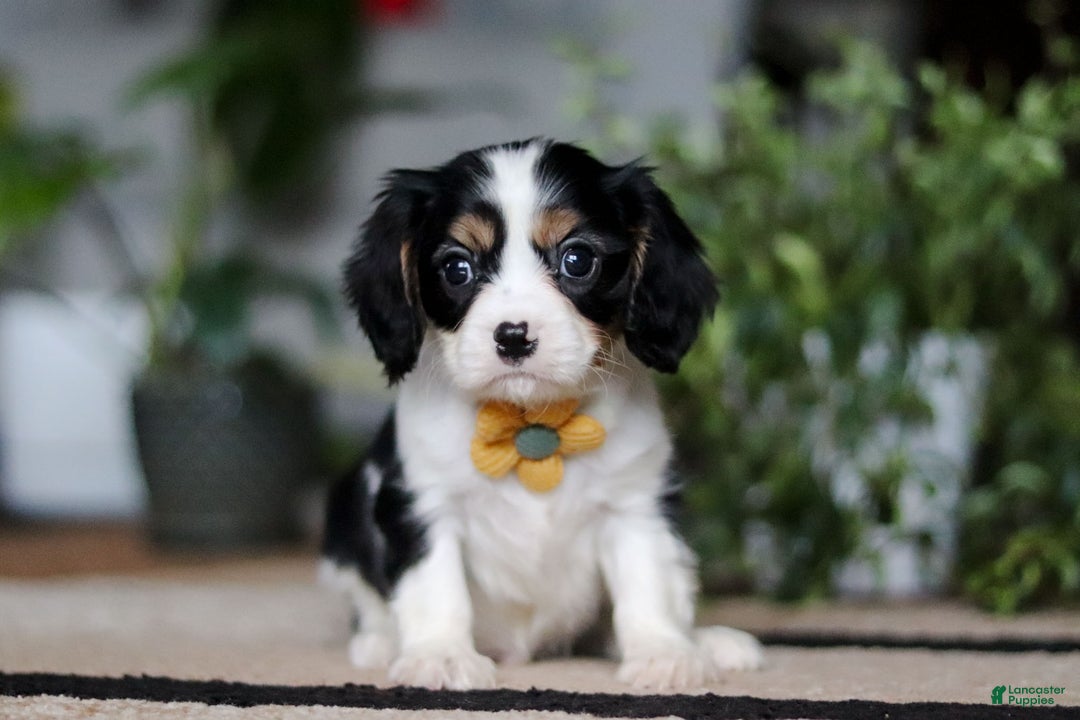 Cavalier King Charles Spaniel dogs for sale: Teddy - Ad 2