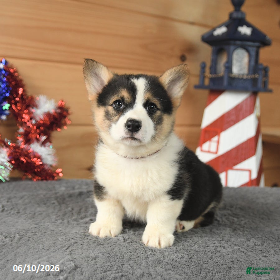 Welsh Corgi Pembroke dogs Thomas Jefferson - Ad 2