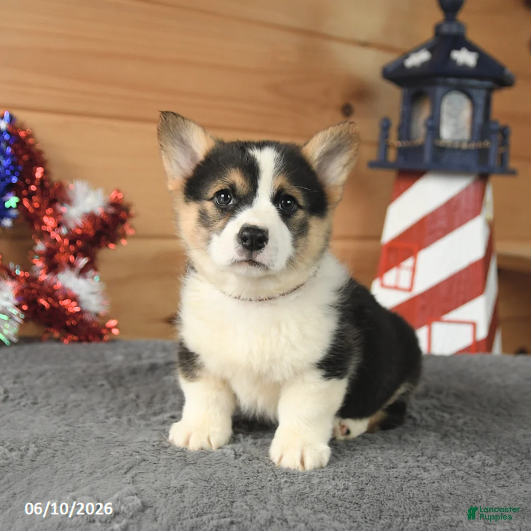 Welsh Corgi Pembroke dogs for sale: Thomas Jefferson - Ad 2