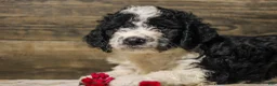 Mixed Breed dogs for sale: Mikey - Ad 3