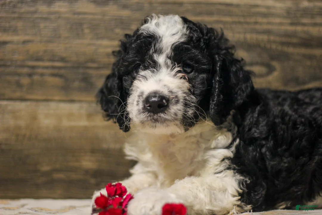 Mixed Breed dogs for sale: Mikey - Ad 3