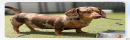 Miniature Dachshund dogs for sale: Miniature Dachshund 1 - Ad 8