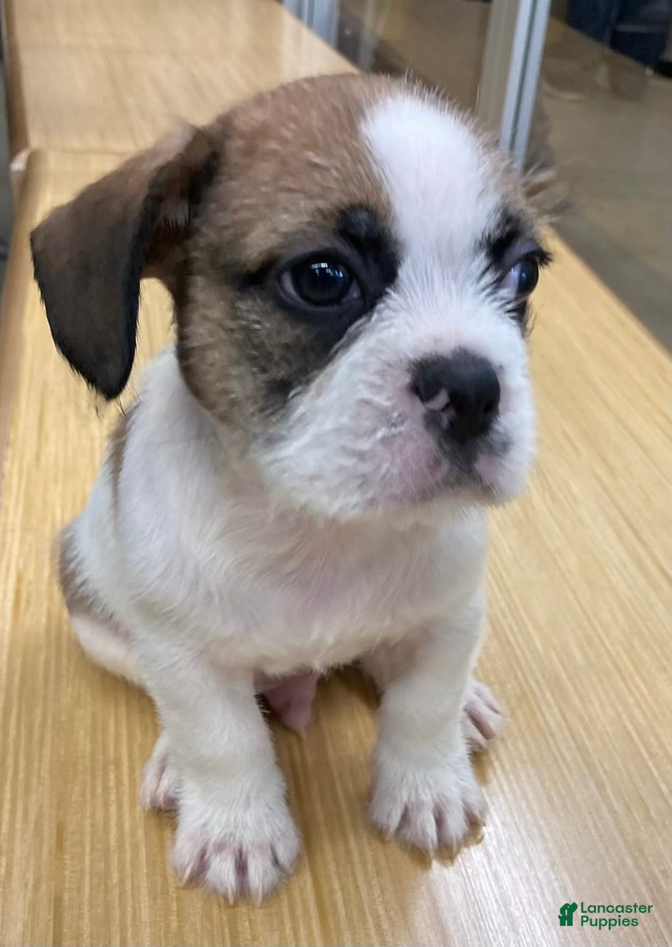 Mixed Breed dogs Sebastian  - Ad 2