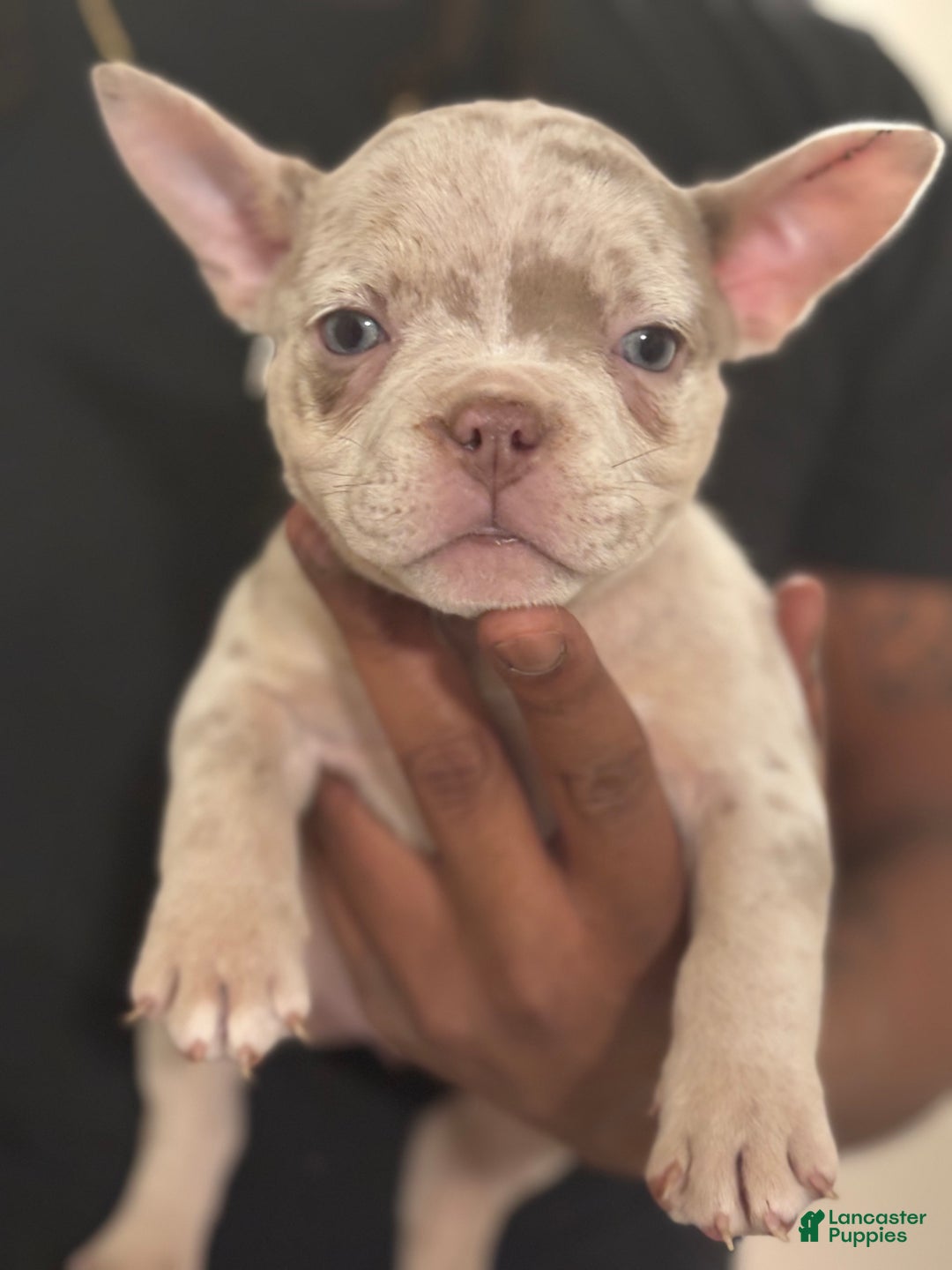 American Bully dogs for sale: American Bully Puppy 5 - Ad 1