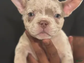 American Bully dogs American Bully Puppy 5 - Ad 18