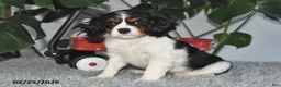 Cavalier King Charles Spaniel dogs for sale: Jubilee - Ad 2