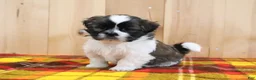 Shihpoo dogs for sale: Storm - Ad 4