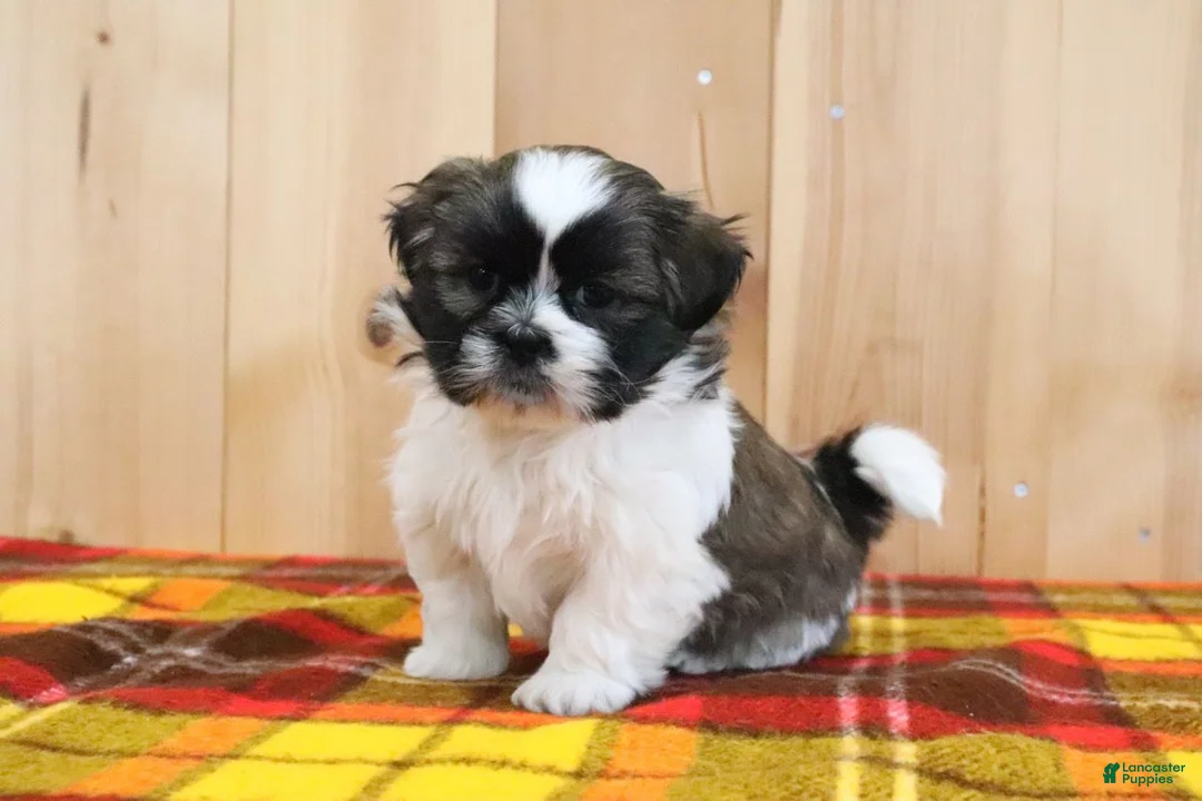 Shihpoo dogs for sale: Storm - Ad 4