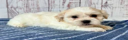 Teddy Bear dogs for sale: Mr Fluffles - Ad 2