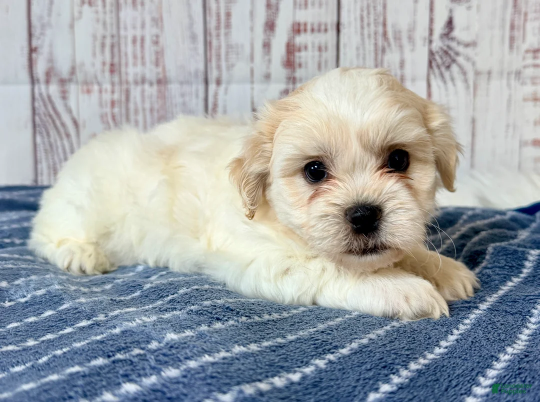 Teddy Bear dogs for sale: Mr Fluffles - Ad 2