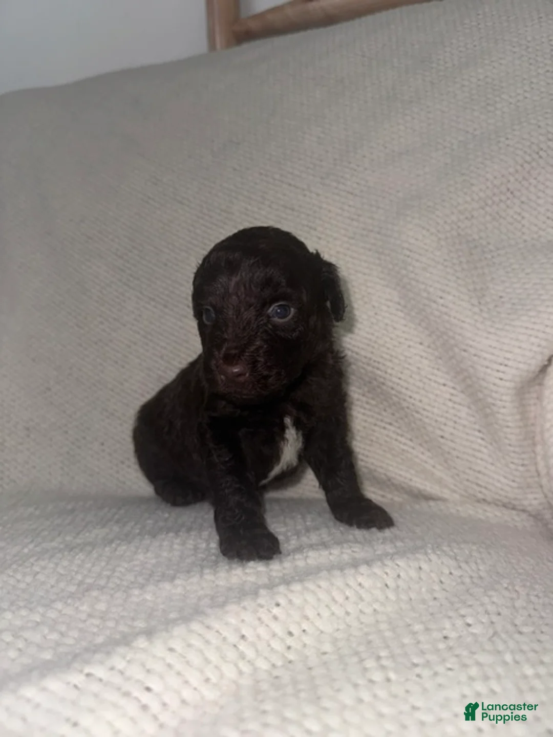 Mini Aussiedoodle dogs for sale: Mini Aussiedoodle Puppy 2 - Ad 2