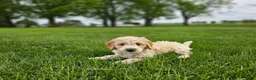 Mini Goldendoodle dogs for sale: Tanner - Ad 10