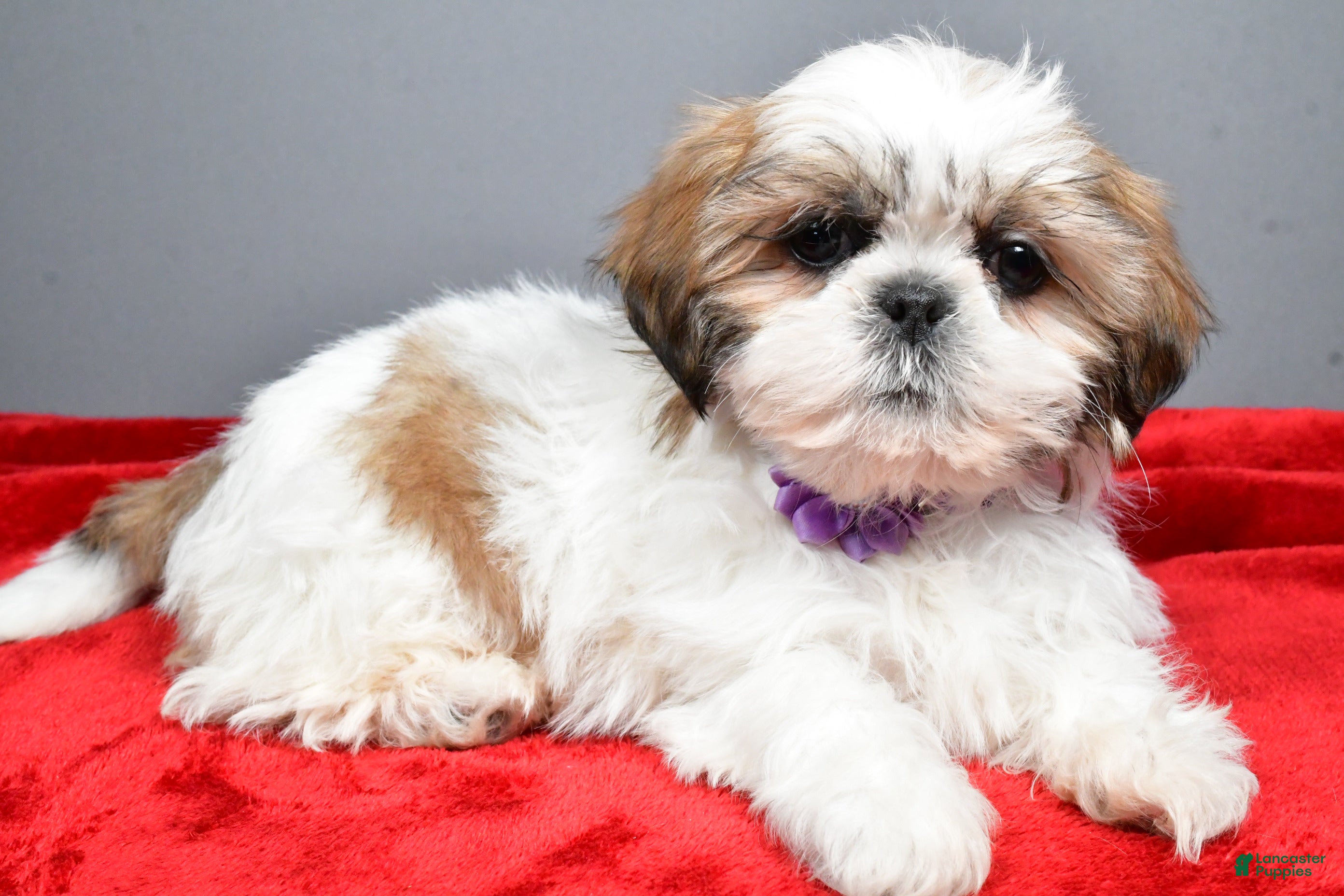 Shih Tzu dogs Isabella - Ad 1