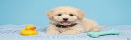 Maltipoo dogs for sale: GUCCI - Ad 2