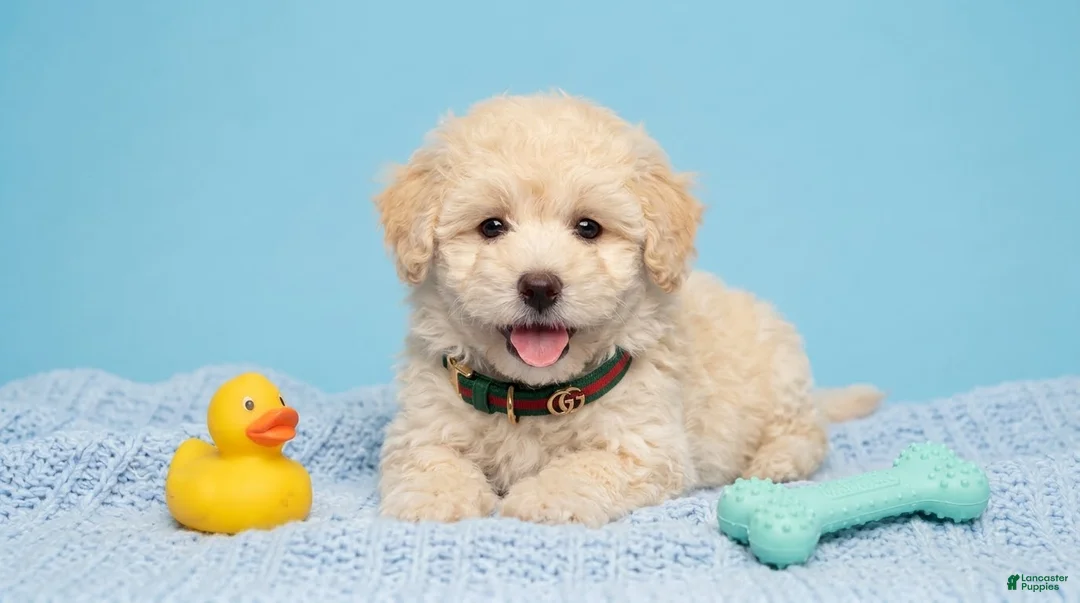 Maltipoo dogs for sale: GUCCI - Ad 2