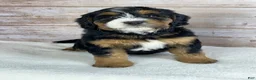 Bernedoodle dogs for sale: Maggie - Ad 2