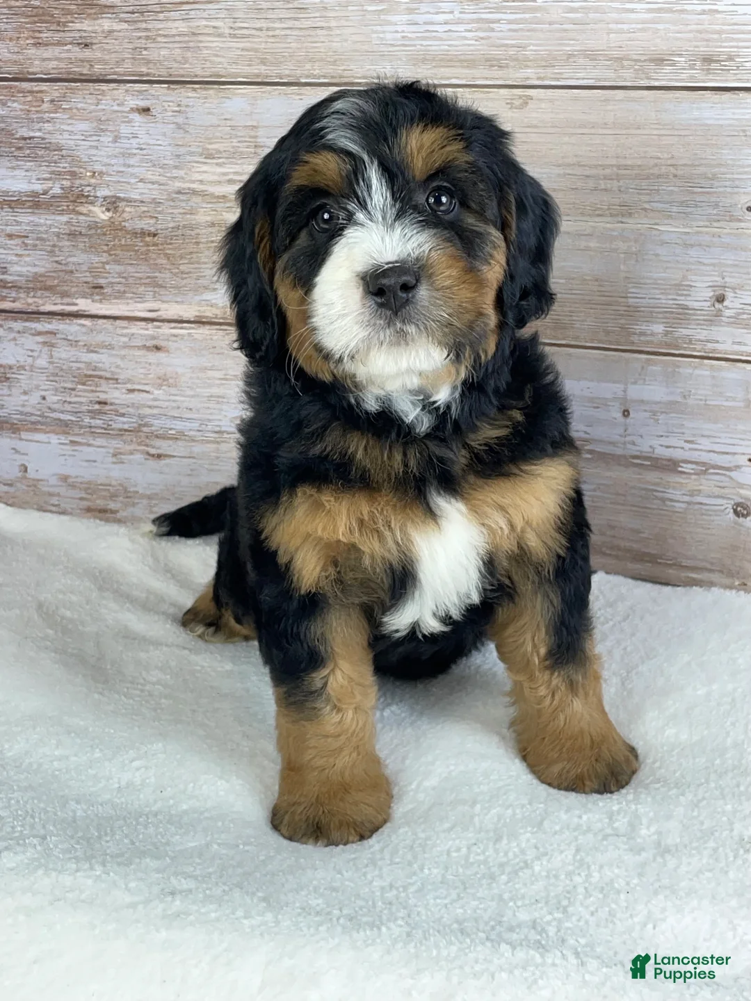 Bernedoodle dogs for sale: Maggie - Ad 2