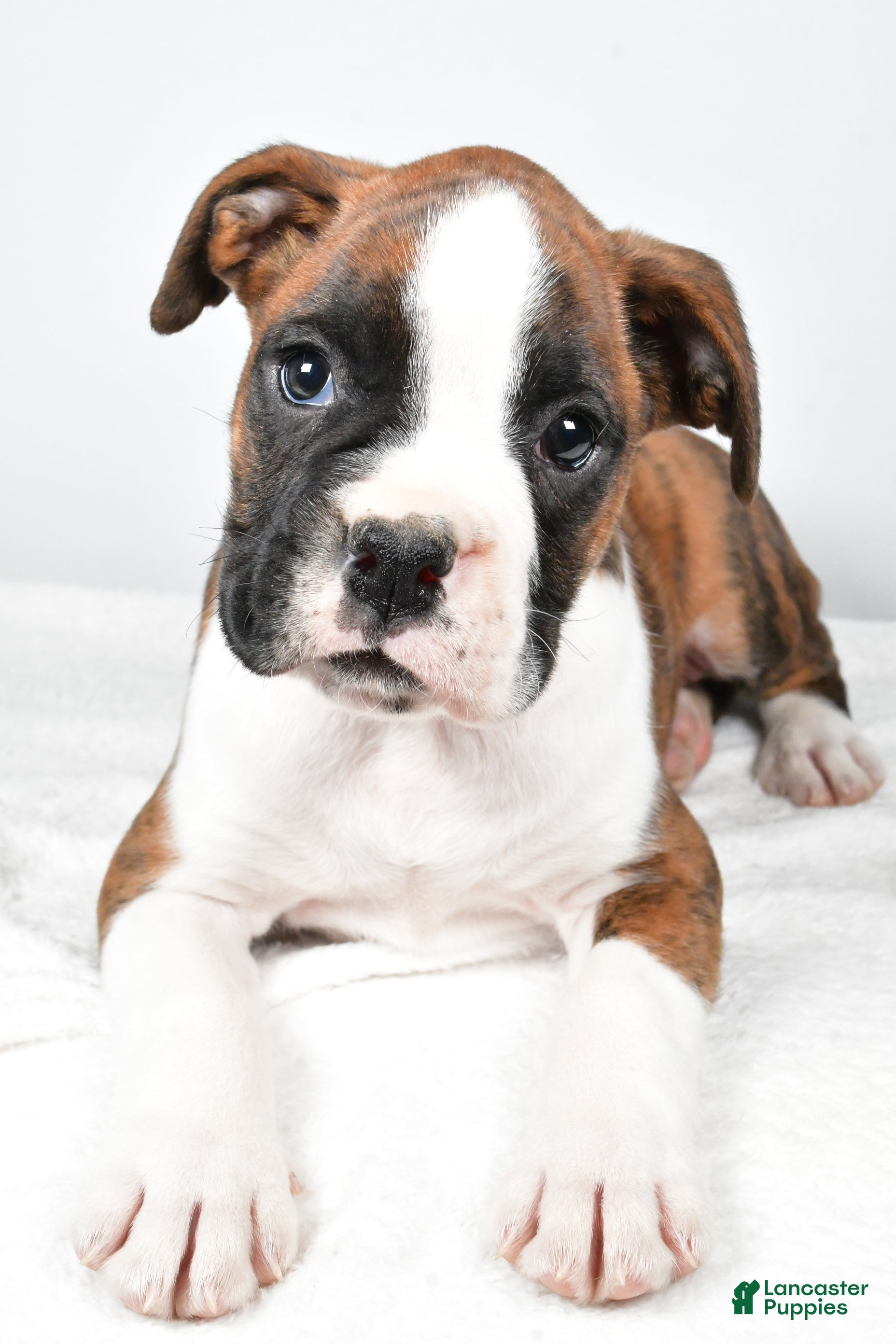 Boxer dogs Asher - Ad 3
