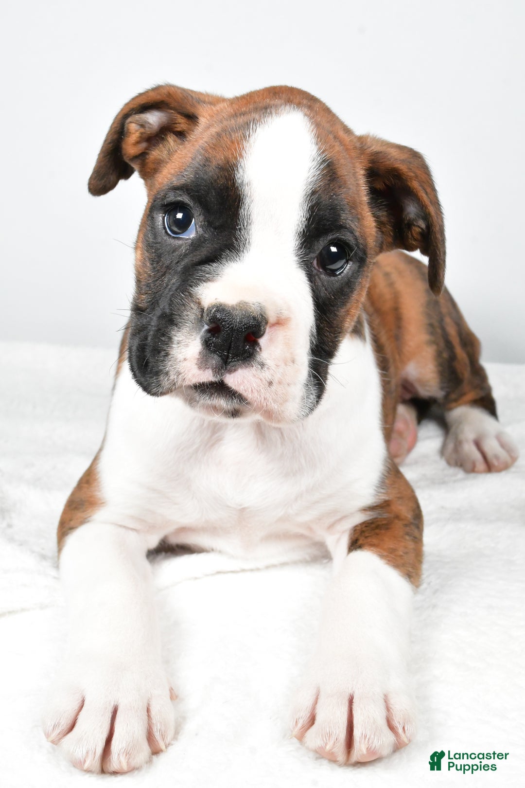 Boxer dogs for sale: Asher - Ad 1