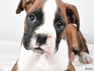 Boxer dogs Asher - Ad 3