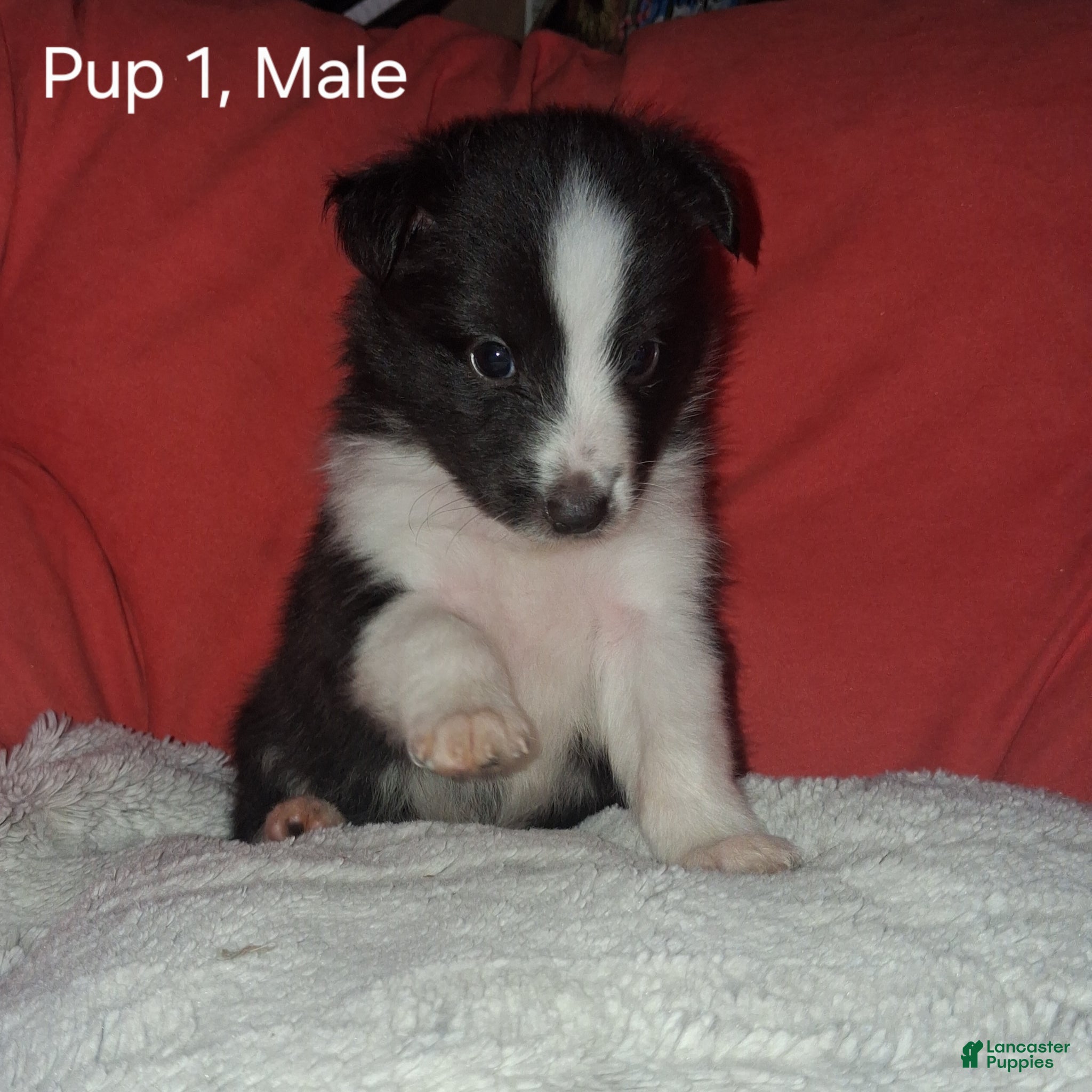 Shetland Sheepdog dogs Shetland Sheepdog Puppy 1 - Ad 4