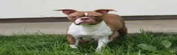 Boston Terrier dogs for sale: Fern - Ad 7