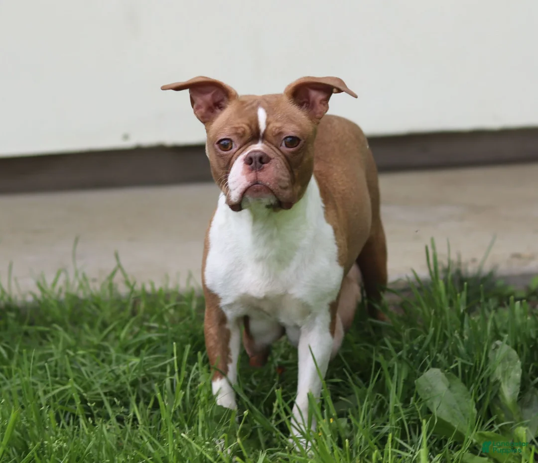 Boston Terrier dogs for sale: Fern - Ad 7