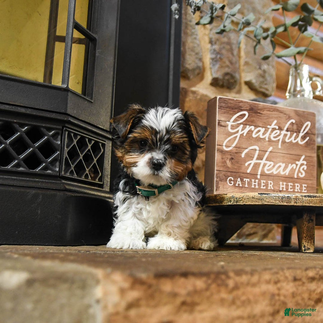 Biewer Terrier dogs for sale: Pepper - Ad 2