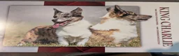 Welsh Corgi Pembroke dogs for sale: Biscuit  - Ad 3