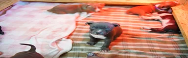 American Bully 3