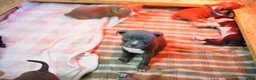 American Bully dogs for sale: American Bully 3 - Ad 1