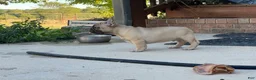 French Bulldog dogs for sale: Pete - Ad 10