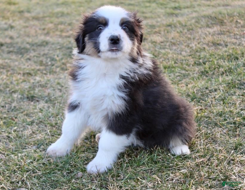 Australian Shepherd dogs Bella - Ad 2