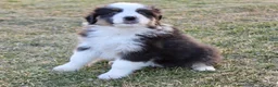 Australian Shepherd dogs for sale: Bella - Ad 2