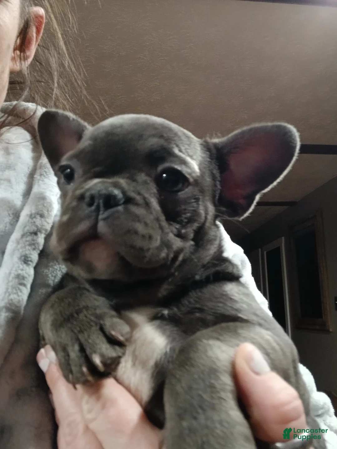 French Bulldog dogs for sale: Lady - Ad 5