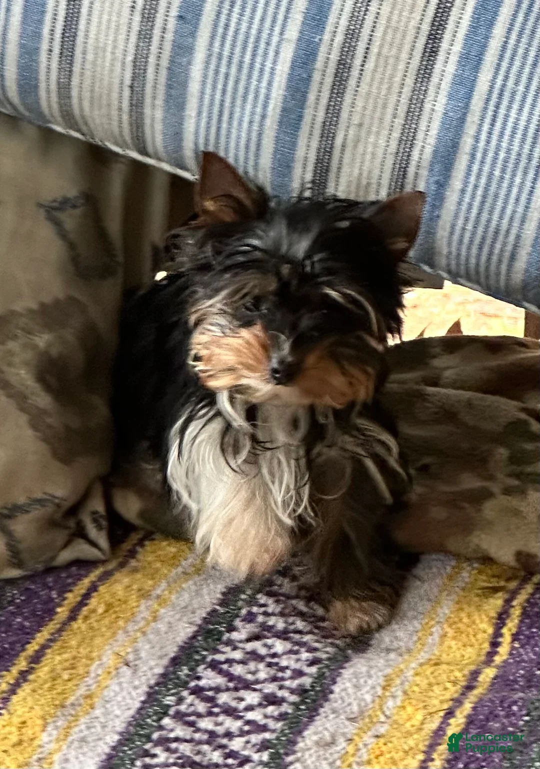 Yorkshire Terrier dogs for sale: Yorkshire Terrier Puppy 5 - Ad 2
