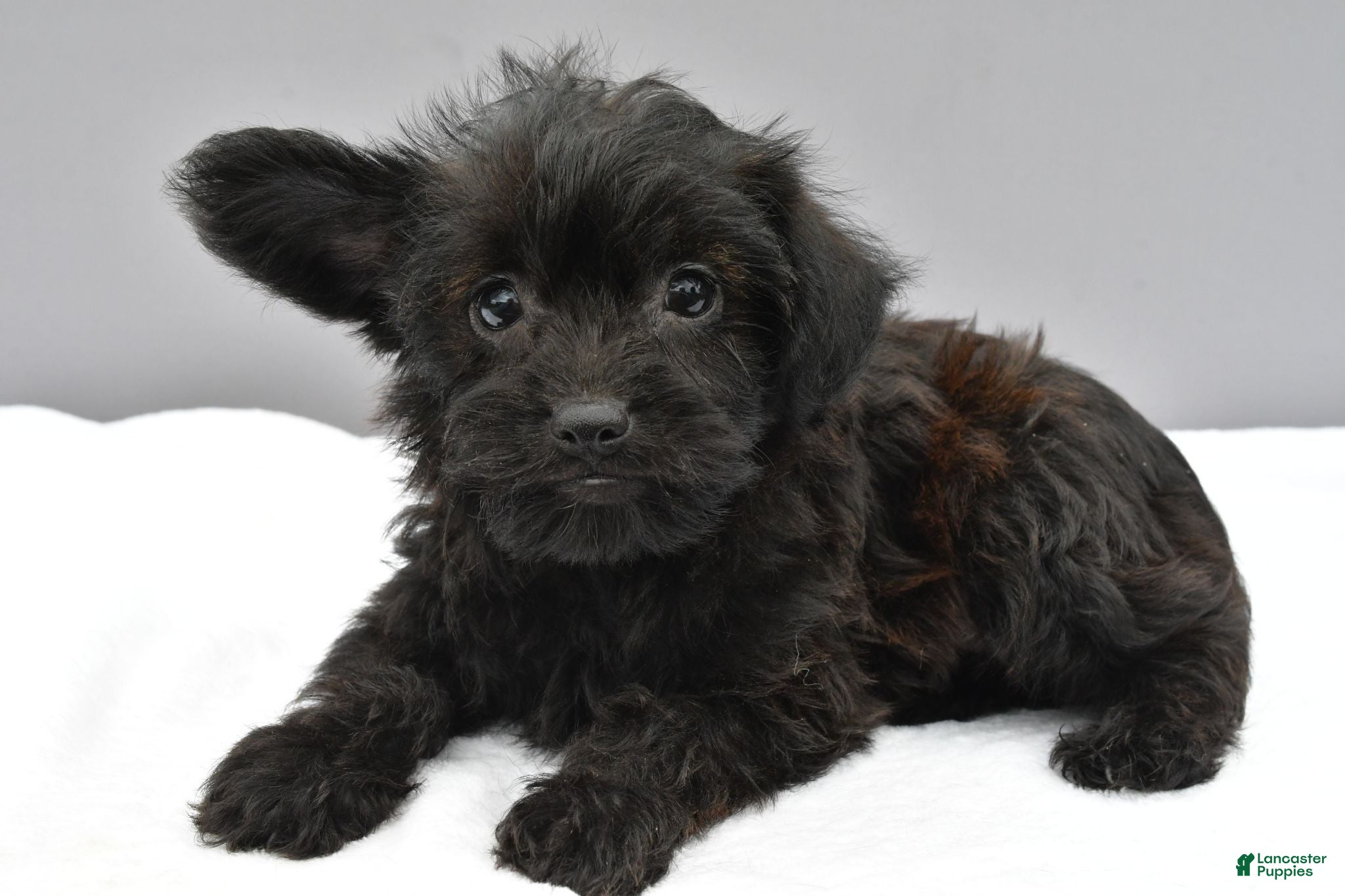 Yorkiepoo dogs Sophie - Ad 2