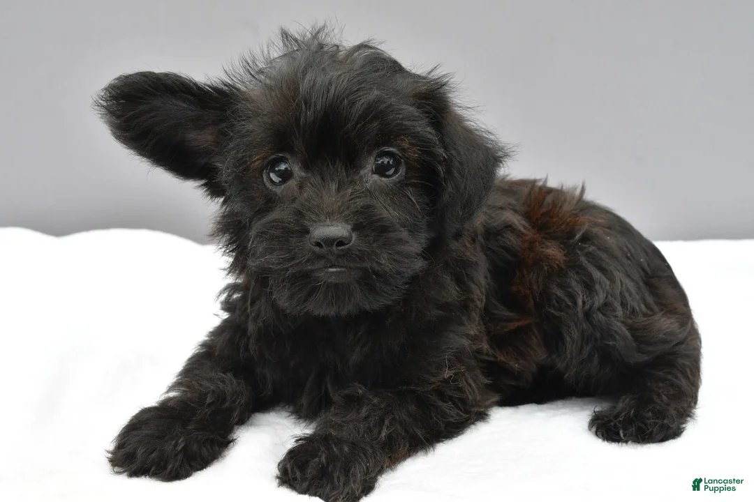 Yorkiepoo dogs for sale: Sophie - Ad 2