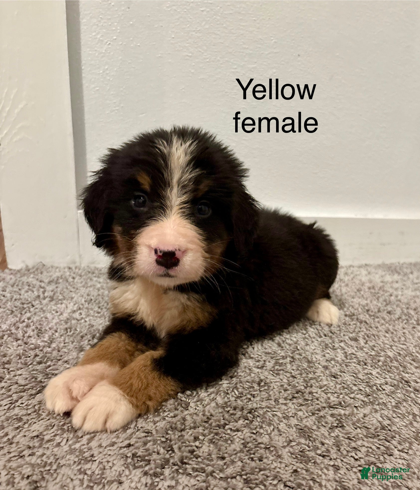 Bernese Mountain Dog dogs for sale: Yellow Female - Ad 1