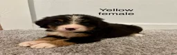 Bernese Mountain Dog dogs for sale: Yellow Female - Ad 1