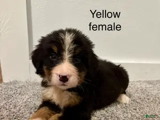 Bernese Mountain Dog dogs Yellow Female - Ad 34