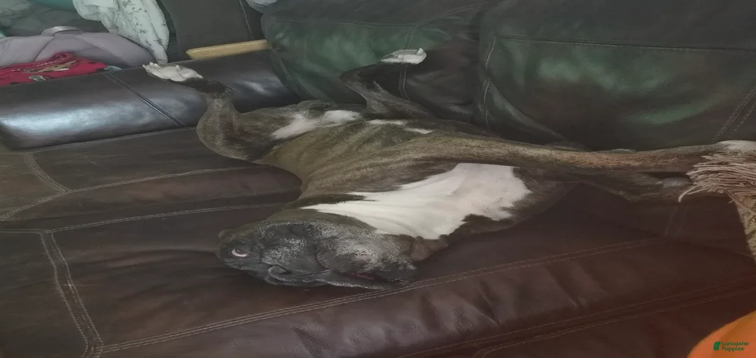 Gallery Image {{count}}