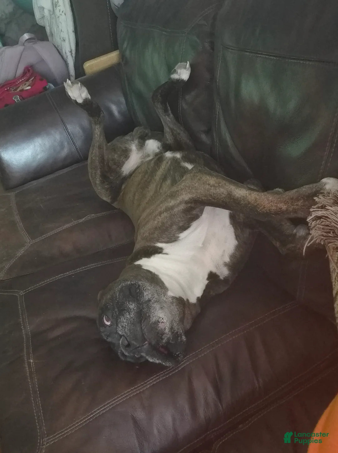 Gallery Image {{count}}