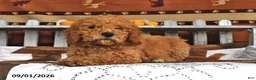 Goldendoodle dogs for sale: Becky - Ad 1