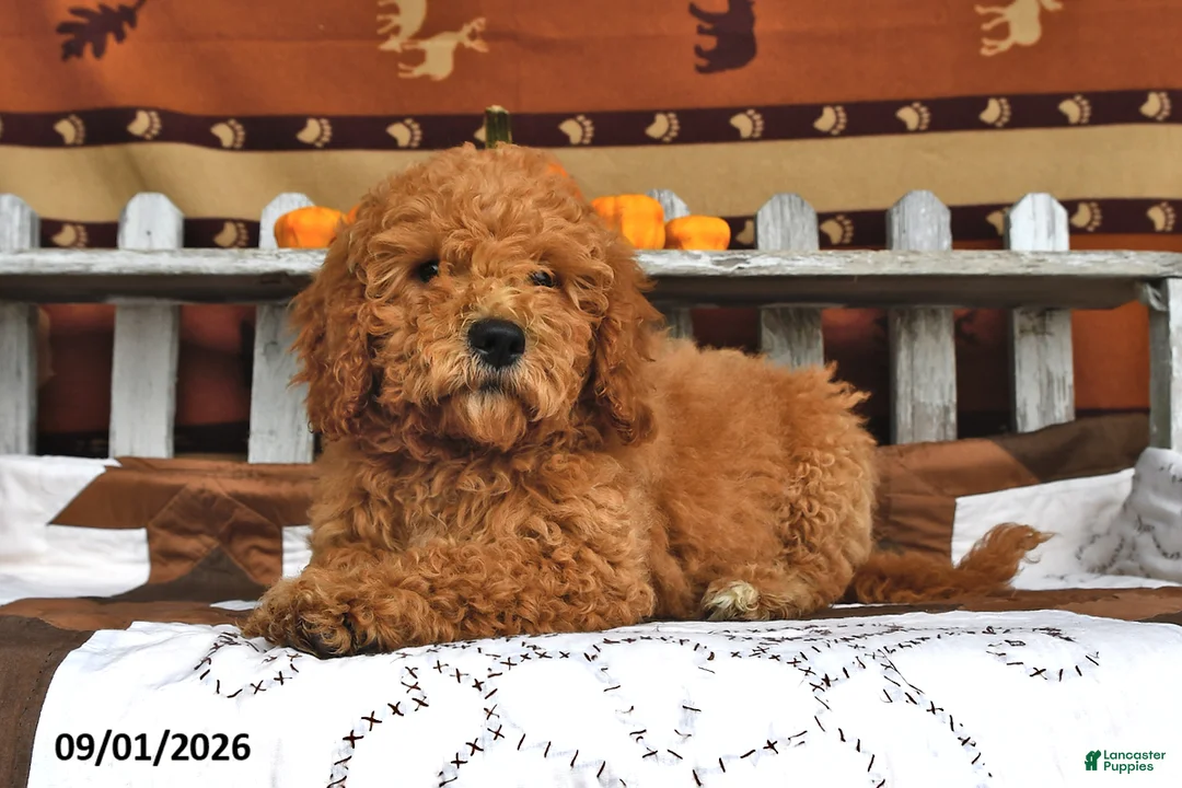 Goldendoodle dogs for sale: Becky - Ad 1