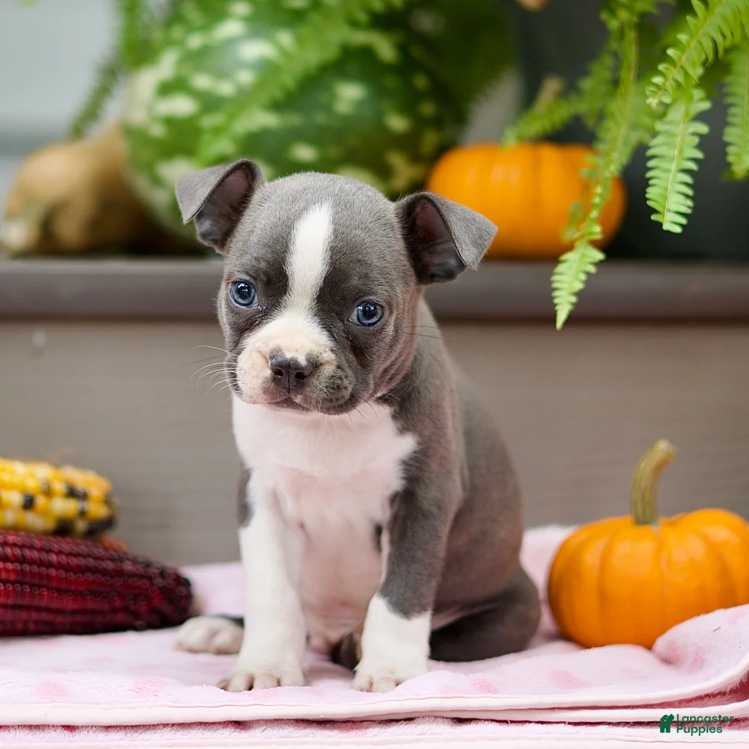 Boston Terrier dogs for sale: Rusty - Ad 2